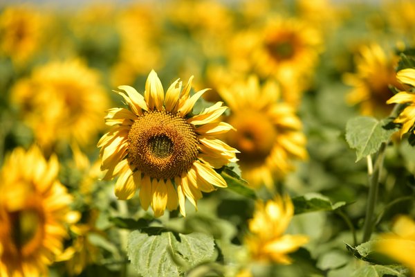 Où trouver les meilleures expériences de camping sauvage en Écosse?